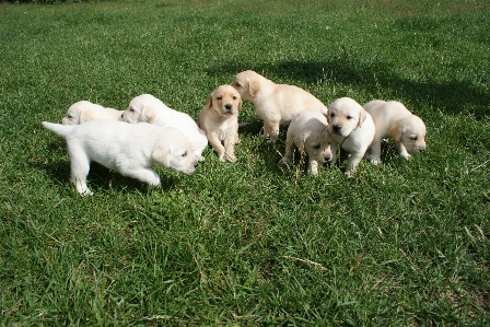 Foto Cucciolo cane mammifero golden retriever
