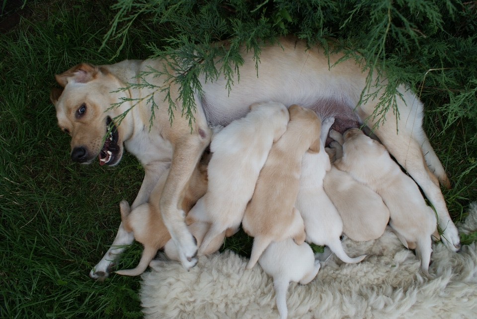 Puppy dog mammal golden retriever