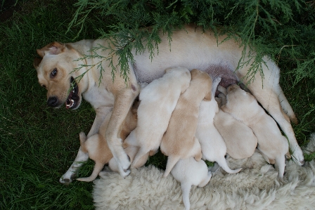 Puppy dog mammal golden retriever Photo