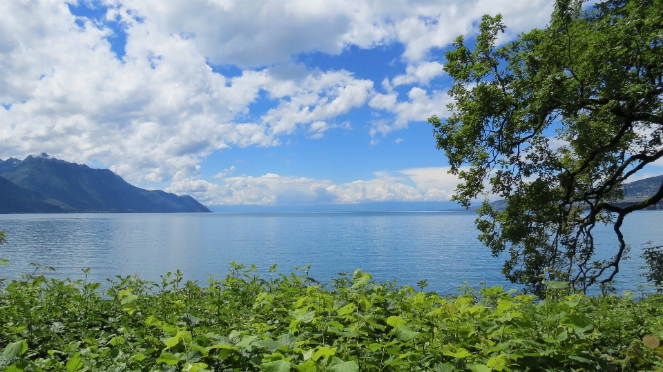 風景 海 海岸 木