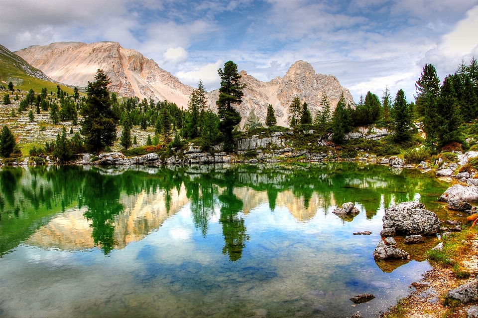 Landscape tree water nature