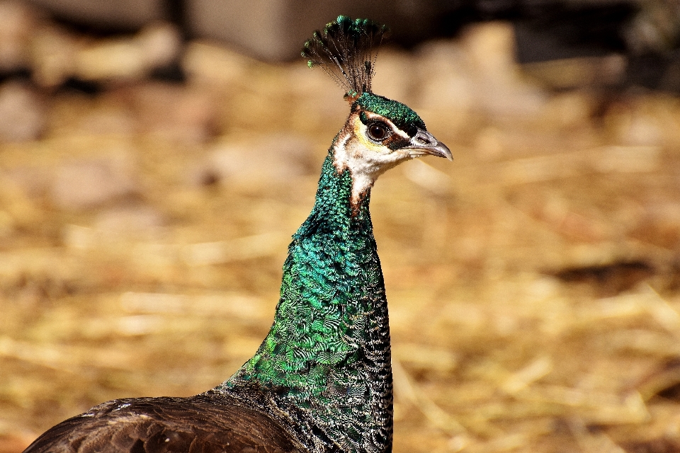 Nature bird animal female