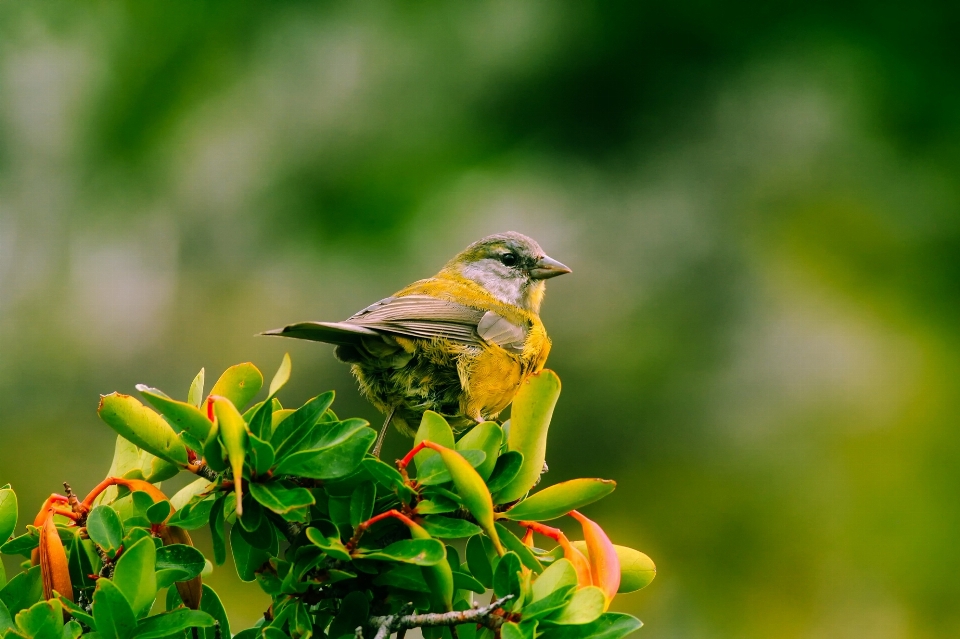 Natura ramo uccello fiore