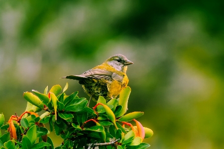 Nature branch bird flower Photo