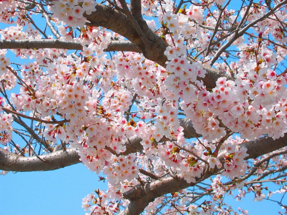 Arbre bifurquer fleurir usine