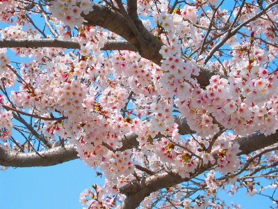 Tree branch blossom plant Photo