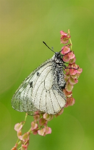 Foto Natureza florescer asa branco