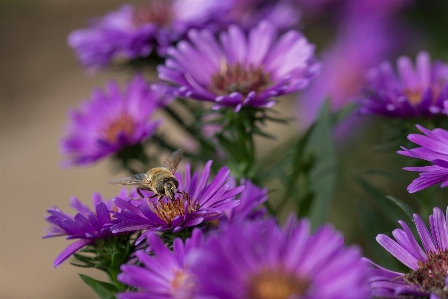 Nature blossom plant sweet Photo