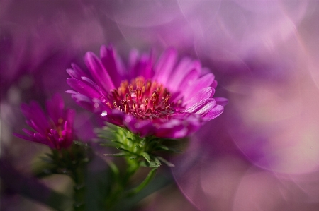 Blossom plant flower petal Photo