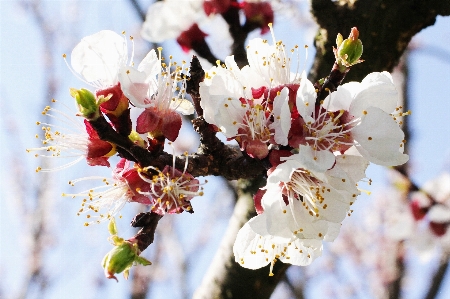 Natur zweig blüte anlage Foto