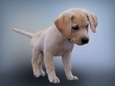 Puppy dog animal isolated Photo