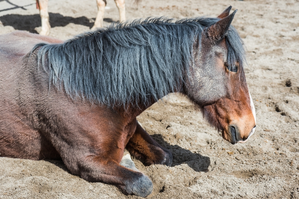 Horse brown bay mammal