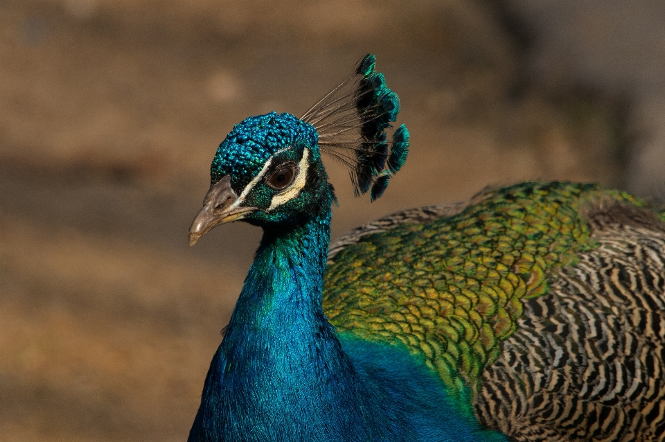 Natura uccello prateria
 animale