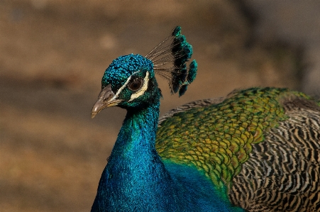 Foto Alam burung padang rumput
 satwa