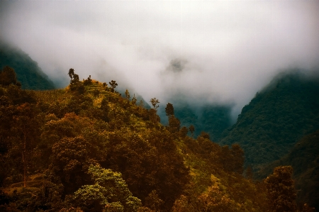 風景 木 自然 森 写真