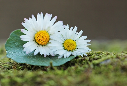 Nature grass blossom plant Photo