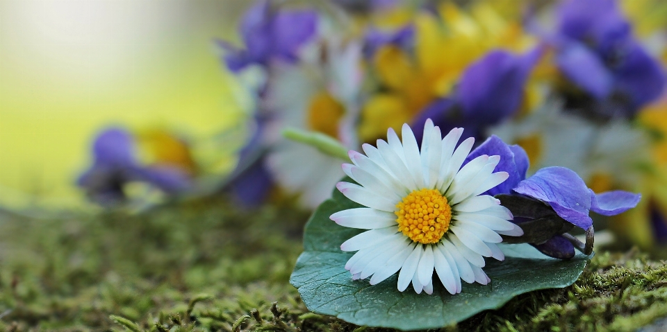 Nature blossom plant white