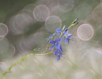 Water nature grass branch Photo