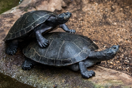 Wildlife turtle sea reptile Photo