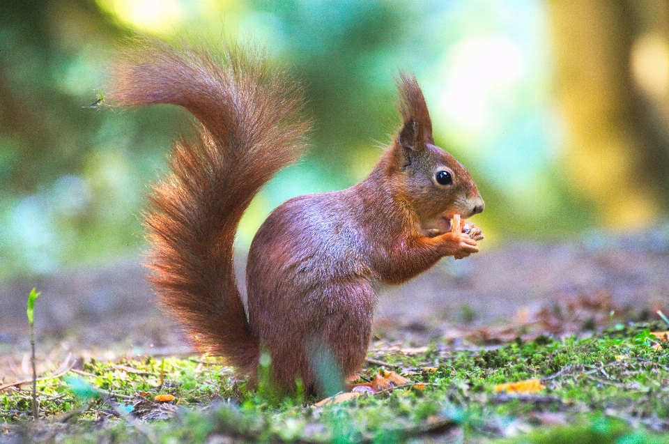 Nature forêt animal mignon