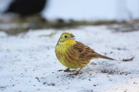 Foto Natureza neve frio inverno