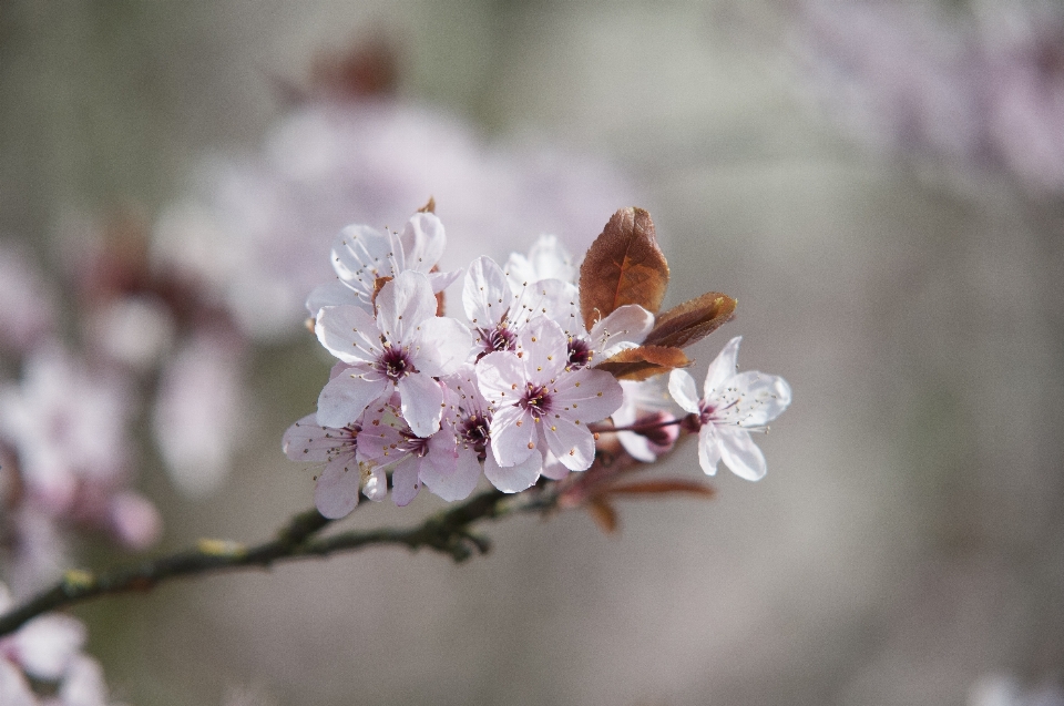 Baum natur zweig blüte