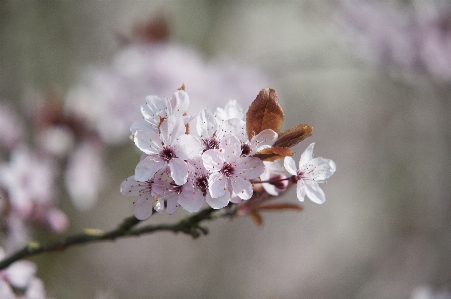 Tree nature branch blossom Photo