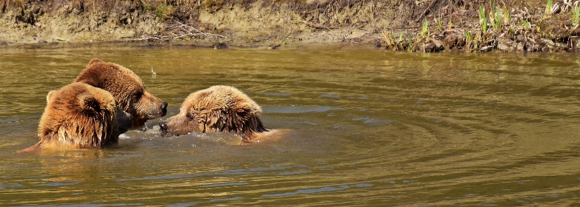 Foto Acqua natura foresta giocare