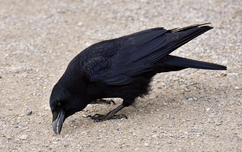 Natura uccello ala animale