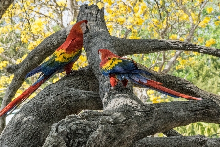 Doğa dal kuş kanat Fotoğraf