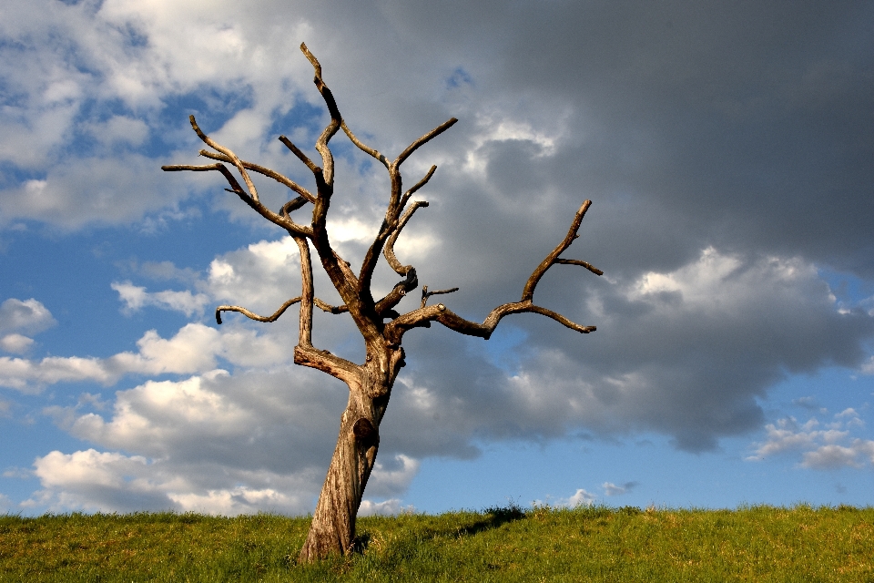 Albero natura erba ramo