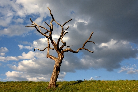 Tree nature grass branch Photo