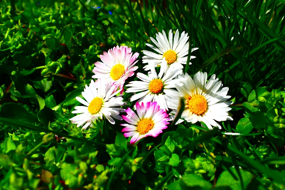 Landscape nature grass outdoor