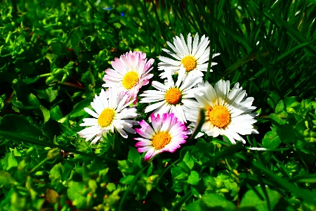 Landscape nature grass outdoor Photo