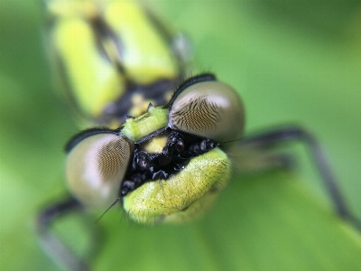 Nature photography flower fly Photo