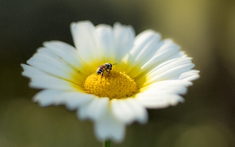 Nature grass outdoor blossom Photo