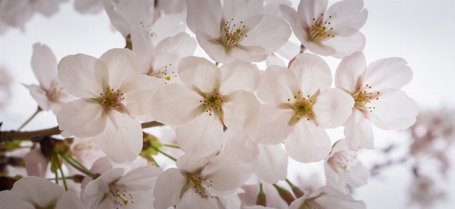 Nature branch blossom plant Photo