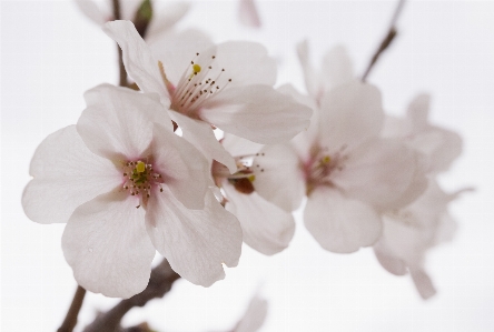 Nature branch blossom plant Photo