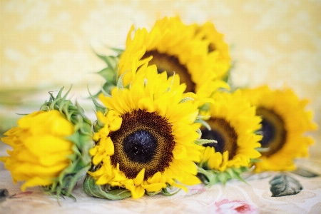 Nature plant flower petal Photo