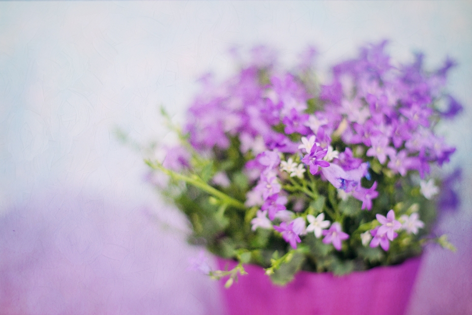 Natur blüte anlage blume