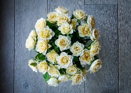 Blossom plant white flower Photo