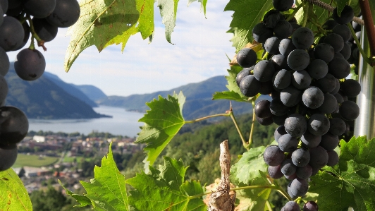 Nature plant grape vineyard Photo