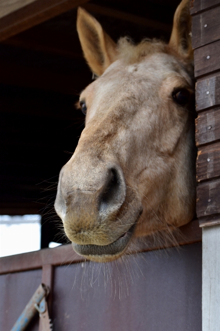 Leggero animale cavallo mammifero