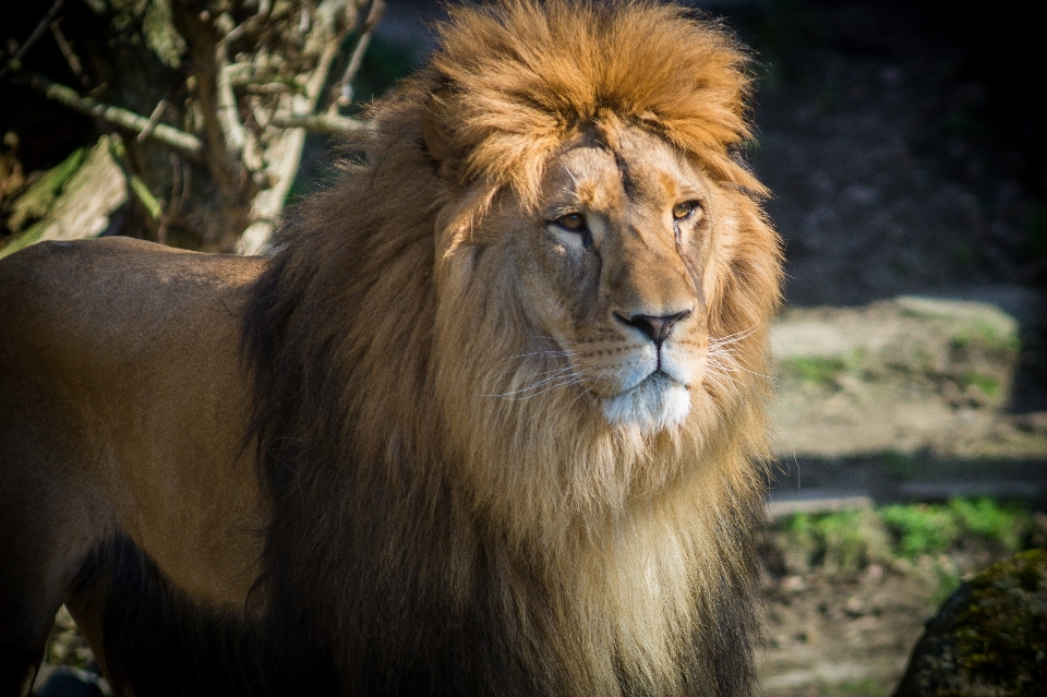 Avventura maschio ricreazione animali selvatici