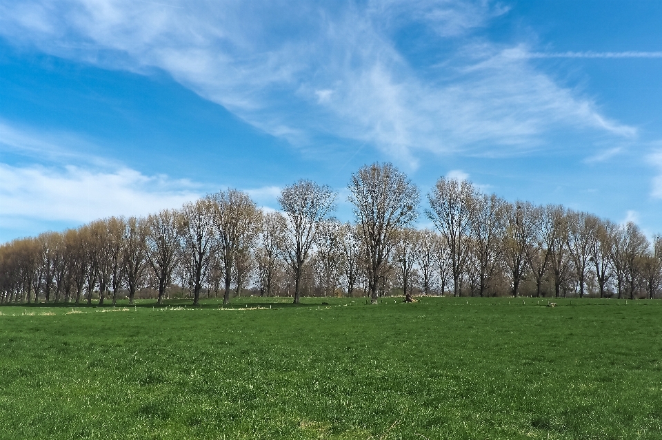 Landscape tree nature forest