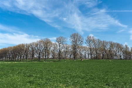 Landscape tree nature forest Photo