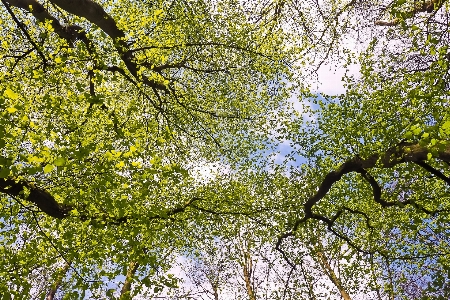 Foto Lanskap pohon alam hutan