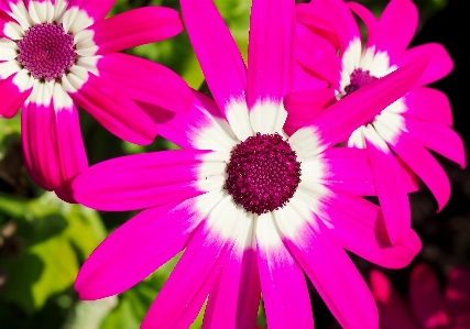 Nature blossom plant photography Photo