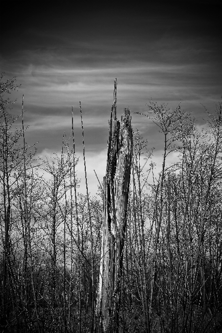 Landscape tree nature grass