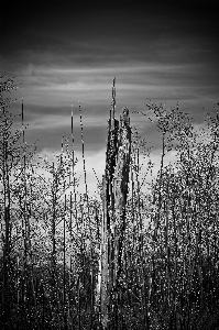 Foto Paisagem árvore natureza grama